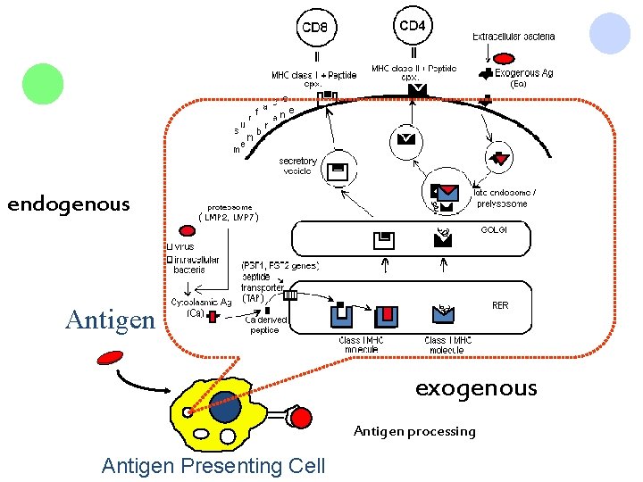 endogenous Antigen exogenous Antigen processing Antigen Presenting Cell 