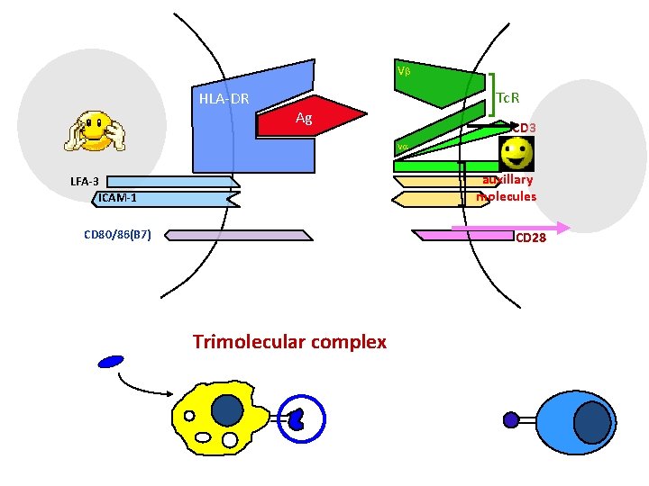 Vb HLA-DR Tc. R Ag CD 3 Va CD 4 auxillary CD 2 molecules