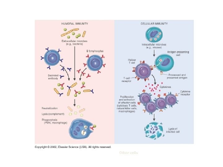 Other cells 