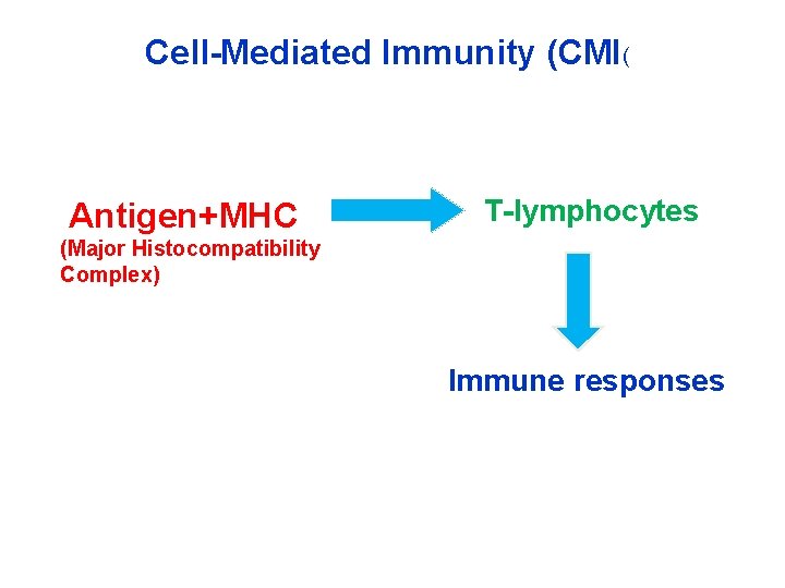 Cell-Mediated Immunity (CMI( Antigen+MHC T-lymphocytes (Major Histocompatibility Complex) Immune responses 