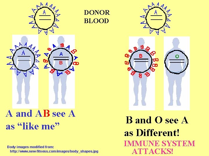 DONOR BLOOD A and AB see A as “like me” Body images modified from: