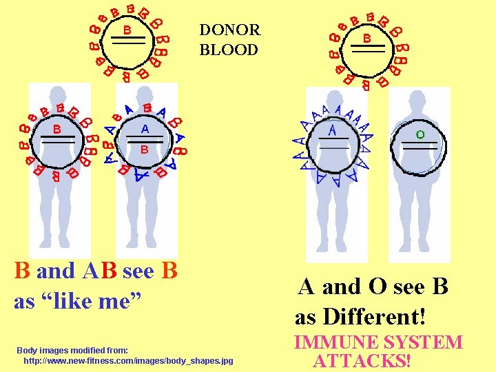 DONOR BLOOD B and AB see B as “like me” Body images modified from: