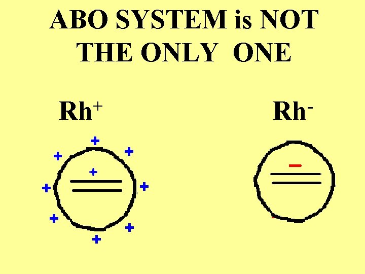 ABO SYSTEM is NOT THE ONLY ONE + Rh Rh 