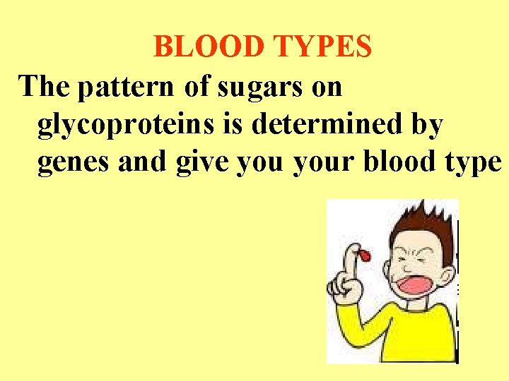 BLOOD TYPES The pattern of sugars on glycoproteins is determined by genes and give