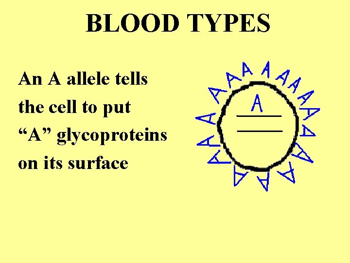 BLOOD TYPES An A allele tells the cell to put “A” glycoproteins on its