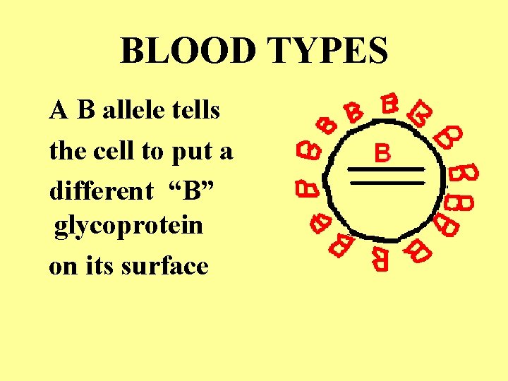 BLOOD TYPES A B allele tells the cell to put a different “B” glycoprotein