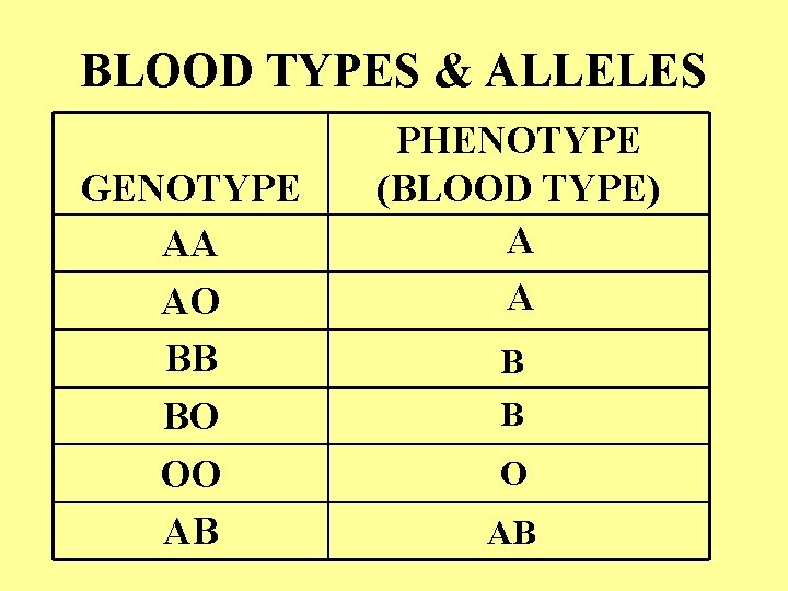 BLOOD TYPES & ALLELES GENOTYPE AA AO BB BO OO AB PHENOTYPE (BLOOD TYPE)
