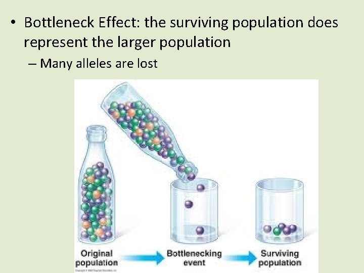  • Bottleneck Effect: the surviving population does represent the larger population – Many