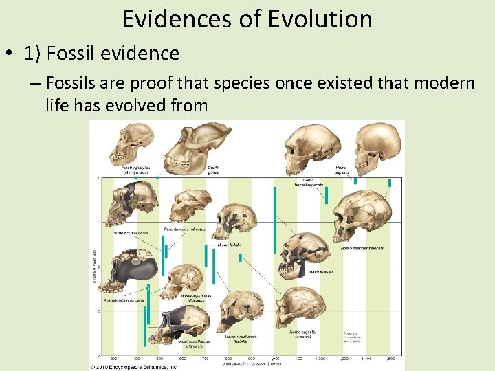 Evidences of Evolution • 1) Fossil evidence – Fossils are proof that species once