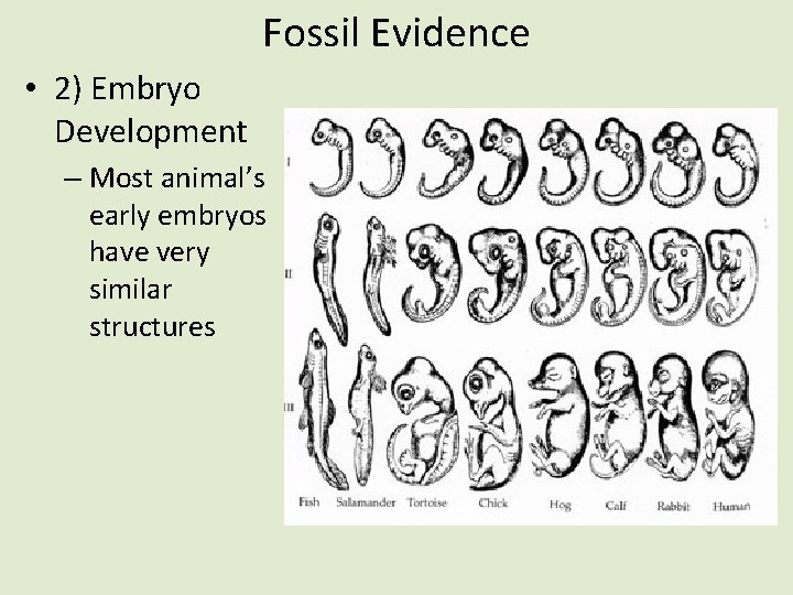 Fossil Evidence • 2) Embryo Development – Most animal’s early embryos have very similar