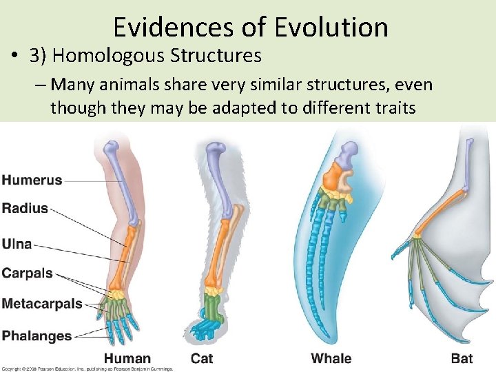 Evidences of Evolution • 3) Homologous Structures – Many animals share very similar structures,