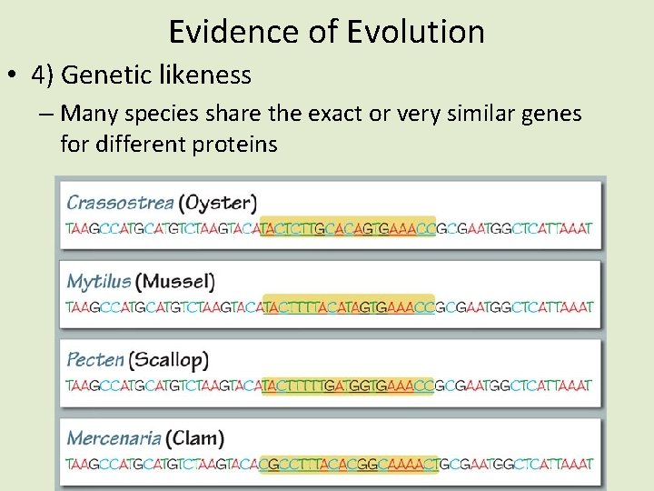 Evidence of Evolution • 4) Genetic likeness – Many species share the exact or