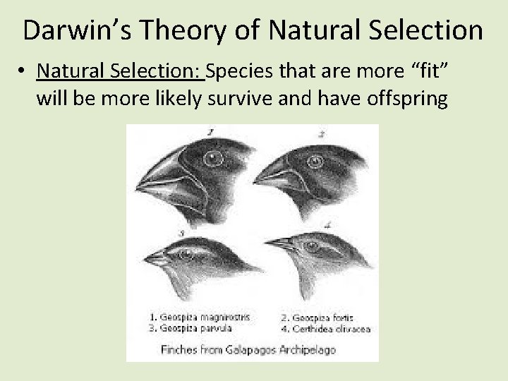 Darwin’s Theory of Natural Selection • Natural Selection: Species that are more “fit” will