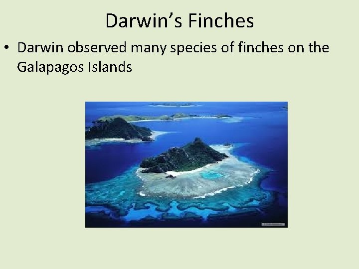 Darwin’s Finches • Darwin observed many species of finches on the Galapagos Islands 