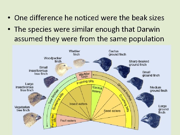  • One difference he noticed were the beak sizes • The species were