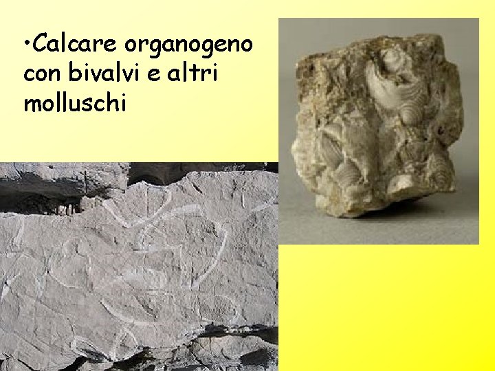 • Calcare organogeno con bivalvi e altri molluschi • Calcare organogeno con bivalvi e altri molluschi