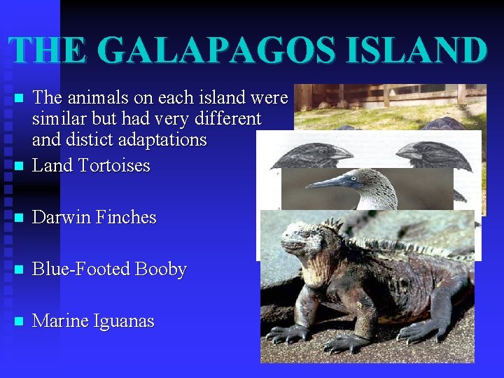 THE GALAPAGOS ISLAND n The animals on each island were similar but had very THE GALAPAGOS ISLAND n The animals on each island were similar but had very