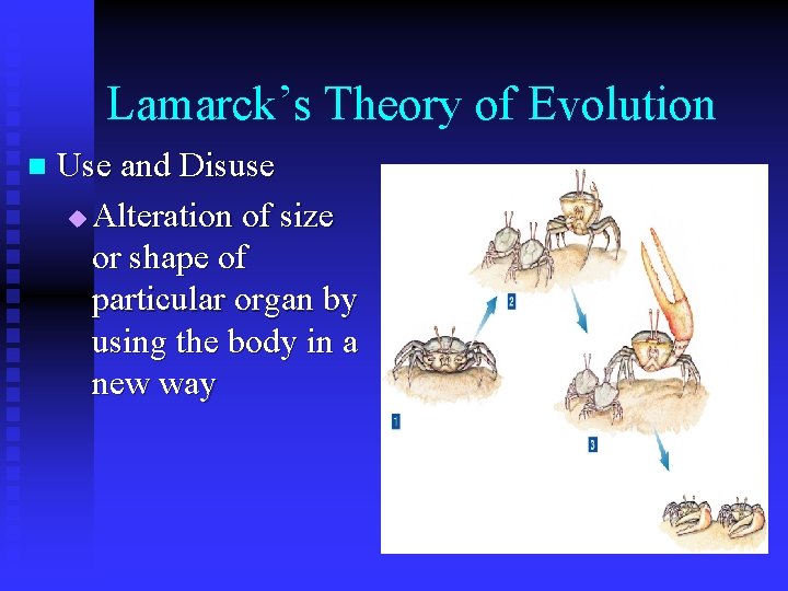 Lamarck’s Theory of Evolution n Use and Disuse u Alteration of size or shape Lamarck’s Theory of Evolution n Use and Disuse u Alteration of size or shape