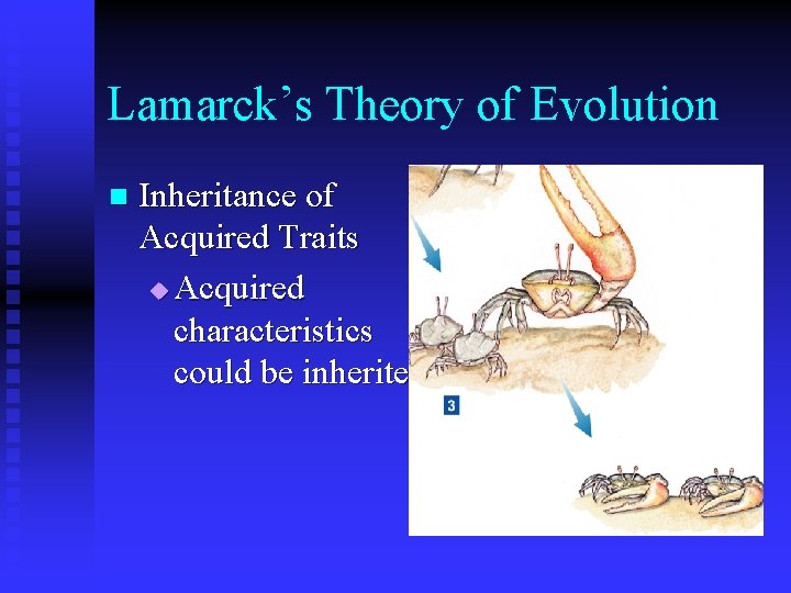 Lamarck’s Theory of Evolution n Inheritance of Acquired Traits u Acquired characteristics could be Lamarck’s Theory of Evolution n Inheritance of Acquired Traits u Acquired characteristics could be