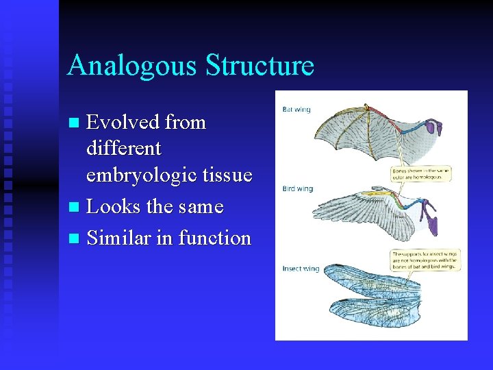 Analogous Structure Evolved from different embryologic tissue n Looks the same n Similar in Analogous Structure Evolved from different embryologic tissue n Looks the same n Similar in