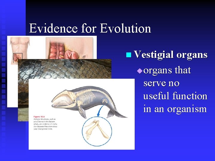Evidence for Evolution n Vestigial organs that serve no useful function in an organism Evidence for Evolution n Vestigial organs that serve no useful function in an organism