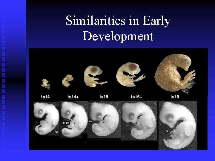Similarities in Early Development Similarities in Early Development