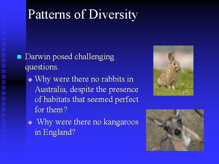 Patterns of Diversity n Darwin posed challenging questions. u Why were there no rabbits Patterns of Diversity n Darwin posed challenging questions. u Why were there no rabbits