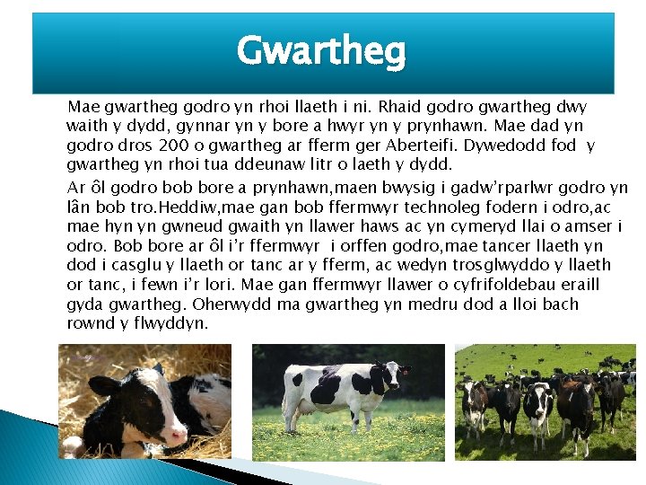 Gwartheg Mae gwartheg godro yn rhoi llaeth i ni. Rhaid godro gwartheg dwy waith