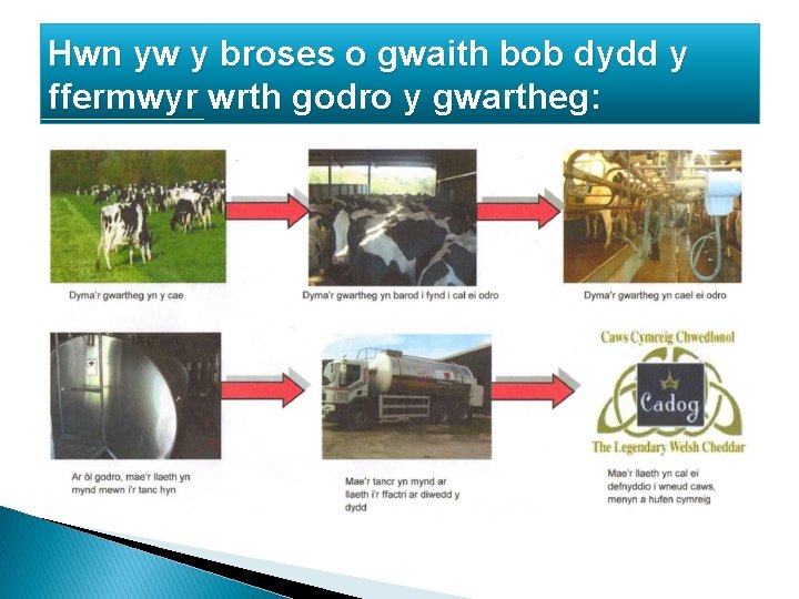 Hwn yw y broses o gwaith bob dydd y ffermwyr wrth godro y gwartheg: