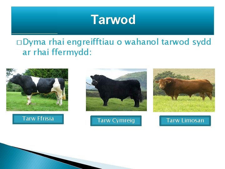 Tarwod � Dyma rhai engreifftiau o wahanol tarwod sydd ar rhai ffermydd: Tarw Ffrisia