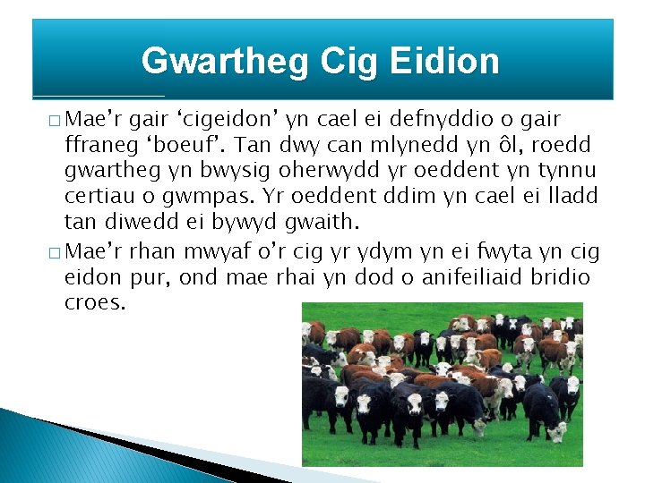 Gwartheg Cig Eidion � Mae’r gair ‘cigeidon’ yn cael ei defnyddio o gair ffraneg