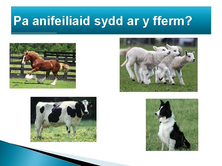 Pa anifeiliaid sydd ar y fferm? 