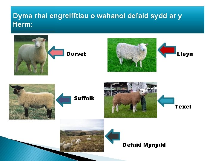 Dyma rhai engreifftiau o wahanol defaid sydd ar y fferm: Dorset Lleyn Suffolk Texel