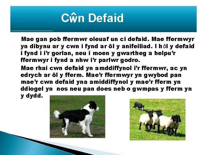 Cŵn Defaid Mae gan pob ffermwr oleuaf un ci defaid. Mae ffermwyr yn dibynu