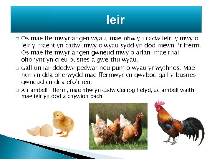 Ieir � � � Os mae ffermwyr angen wyau, mae nhw yn cadw ieir,