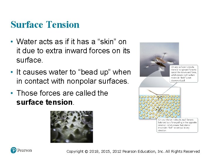 Surface Tension • Water acts as if it has a “skin” on it due