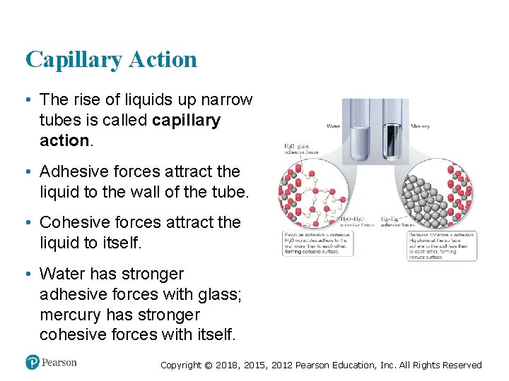 Capillary Action • The rise of liquids up narrow tubes is called capillary action.