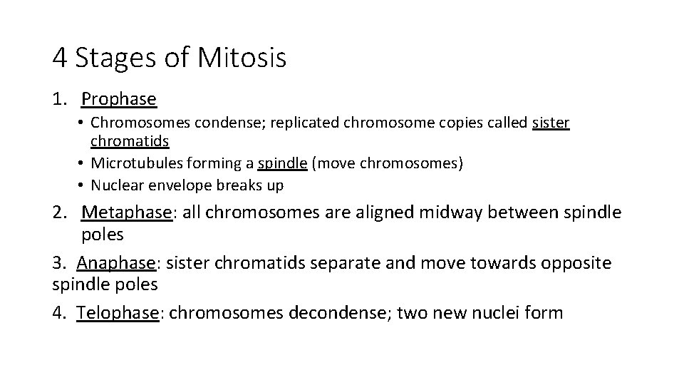 4 Stages of Mitosis 1. Prophase • Chromosomes condense; replicated chromosome copies called sister 4 Stages of Mitosis 1. Prophase • Chromosomes condense; replicated chromosome copies called sister