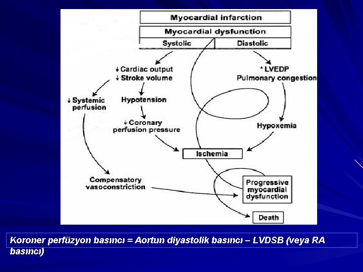 Koroner perfüzyon basıncı = Aortun diyastolik basıncı – LVDSB (veya RA basıncı) 