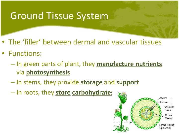 Ground Tissue System • The ‘filler’ between dermal and vascular tissues • Functions: – Ground Tissue System • The ‘filler’ between dermal and vascular tissues • Functions: –