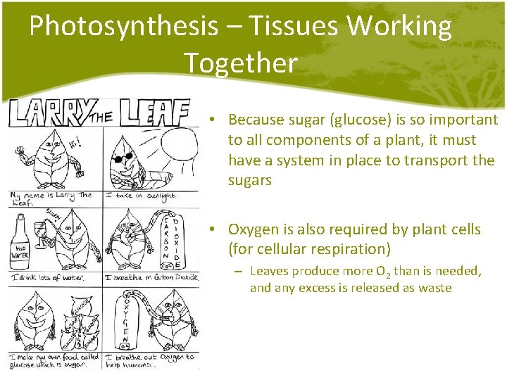 Photosynthesis – Tissues Working Together • Because sugar (glucose) is so important to all Photosynthesis – Tissues Working Together • Because sugar (glucose) is so important to all