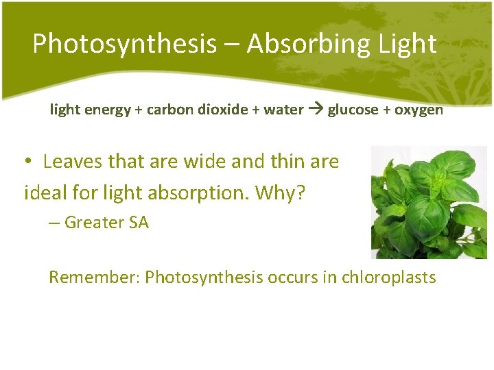 Photosynthesis – Absorbing Light light energy + carbon dioxide + water glucose + oxygen Photosynthesis – Absorbing Light light energy + carbon dioxide + water glucose + oxygen