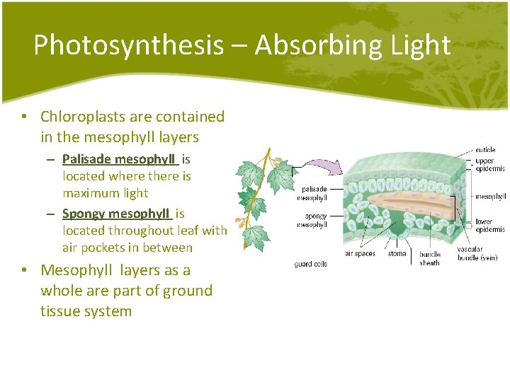Photosynthesis – Absorbing Light • Chloroplasts are contained in the mesophyll layers – Palisade Photosynthesis – Absorbing Light • Chloroplasts are contained in the mesophyll layers – Palisade