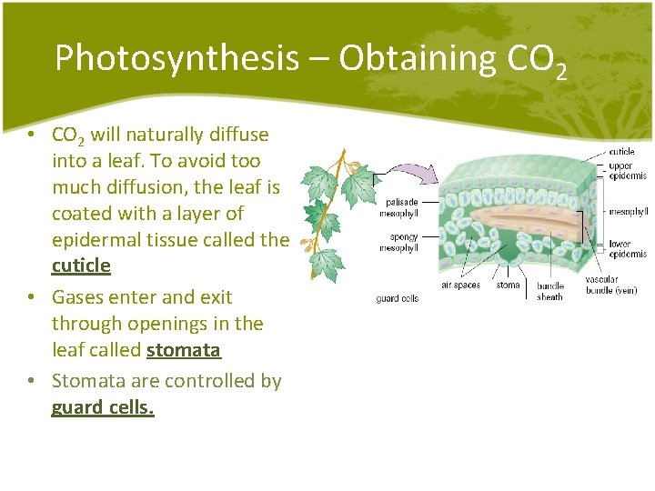 Photosynthesis – Obtaining CO 2 • CO 2 will naturally diffuse into a leaf. Photosynthesis – Obtaining CO 2 • CO 2 will naturally diffuse into a leaf.