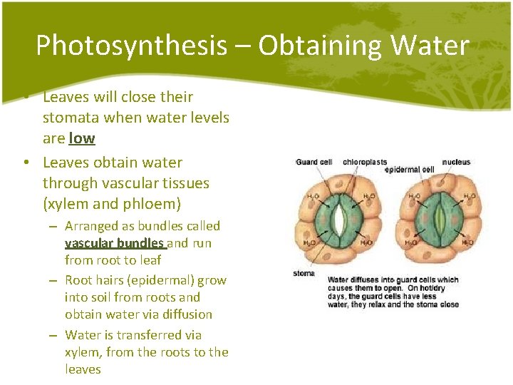 Photosynthesis – Obtaining Water • Leaves will close their stomata when water levels are Photosynthesis – Obtaining Water • Leaves will close their stomata when water levels are