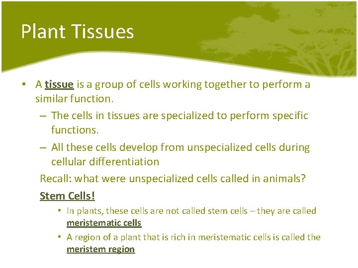 Plant Tissues • A tissue is a group of cells working together to perform Plant Tissues • A tissue is a group of cells working together to perform