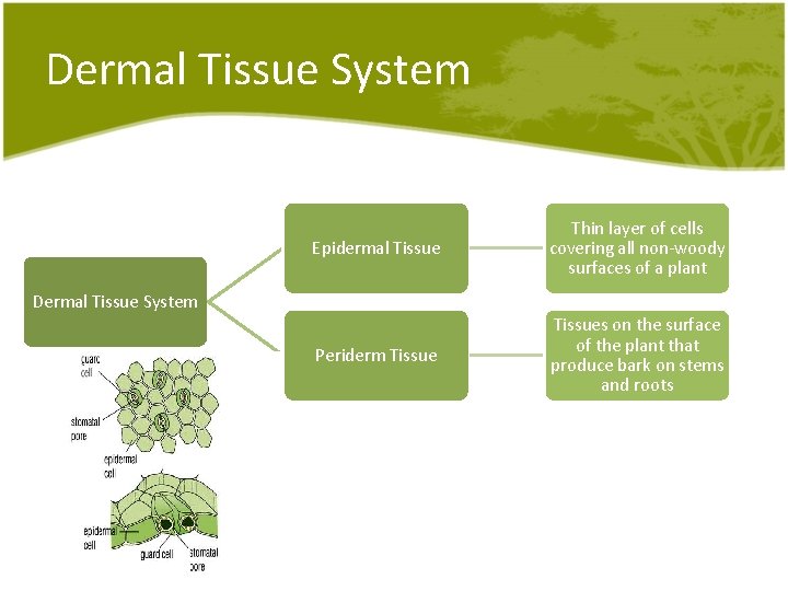 Dermal Tissue System Epidermal Tissue Thin layer of cells covering all non-woody surfaces of Dermal Tissue System Epidermal Tissue Thin layer of cells covering all non-woody surfaces of