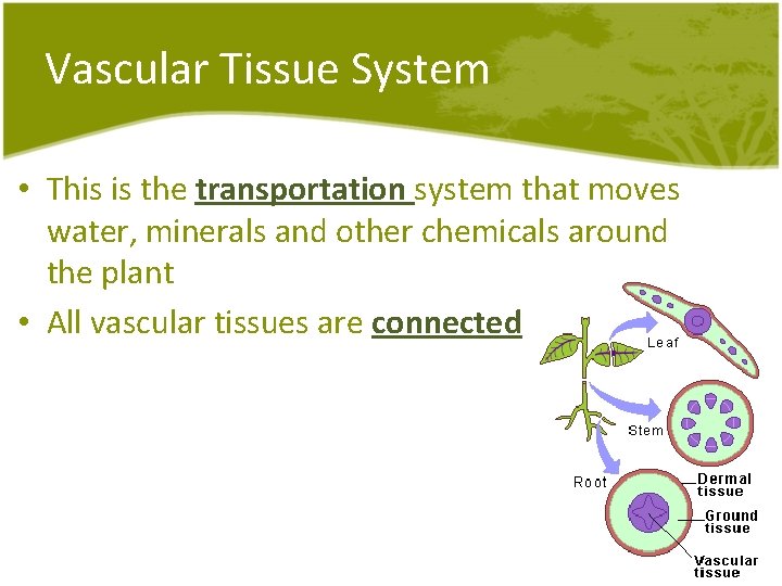 Vascular Tissue System • This is the transportation system that moves water, minerals and Vascular Tissue System • This is the transportation system that moves water, minerals and