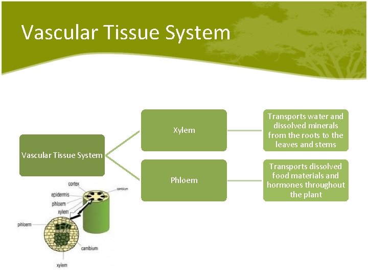 Vascular Tissue System Xylem Transports water and dissolved minerals from the roots to the Vascular Tissue System Xylem Transports water and dissolved minerals from the roots to the
