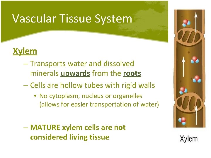 Vascular Tissue System Xylem – Transports water and dissolved minerals upwards from the roots Vascular Tissue System Xylem – Transports water and dissolved minerals upwards from the roots